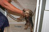 BAIN - YORKSHIRE TERRIER 100